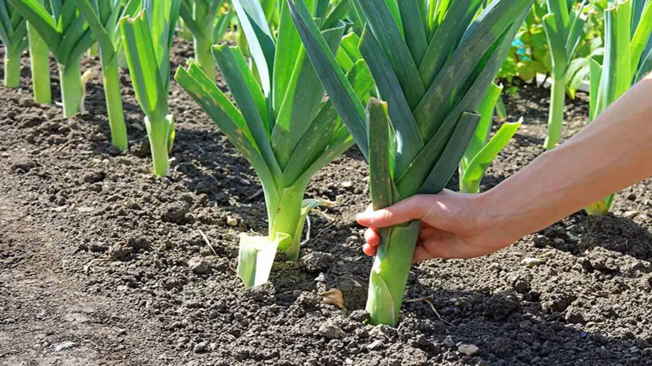 Tips For Successful Companion Planting With Leeks