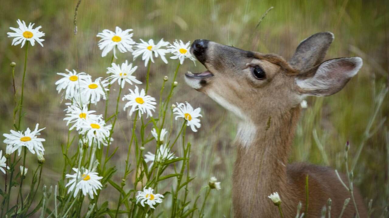 Understanding Deer Behavior And Plant Preferences