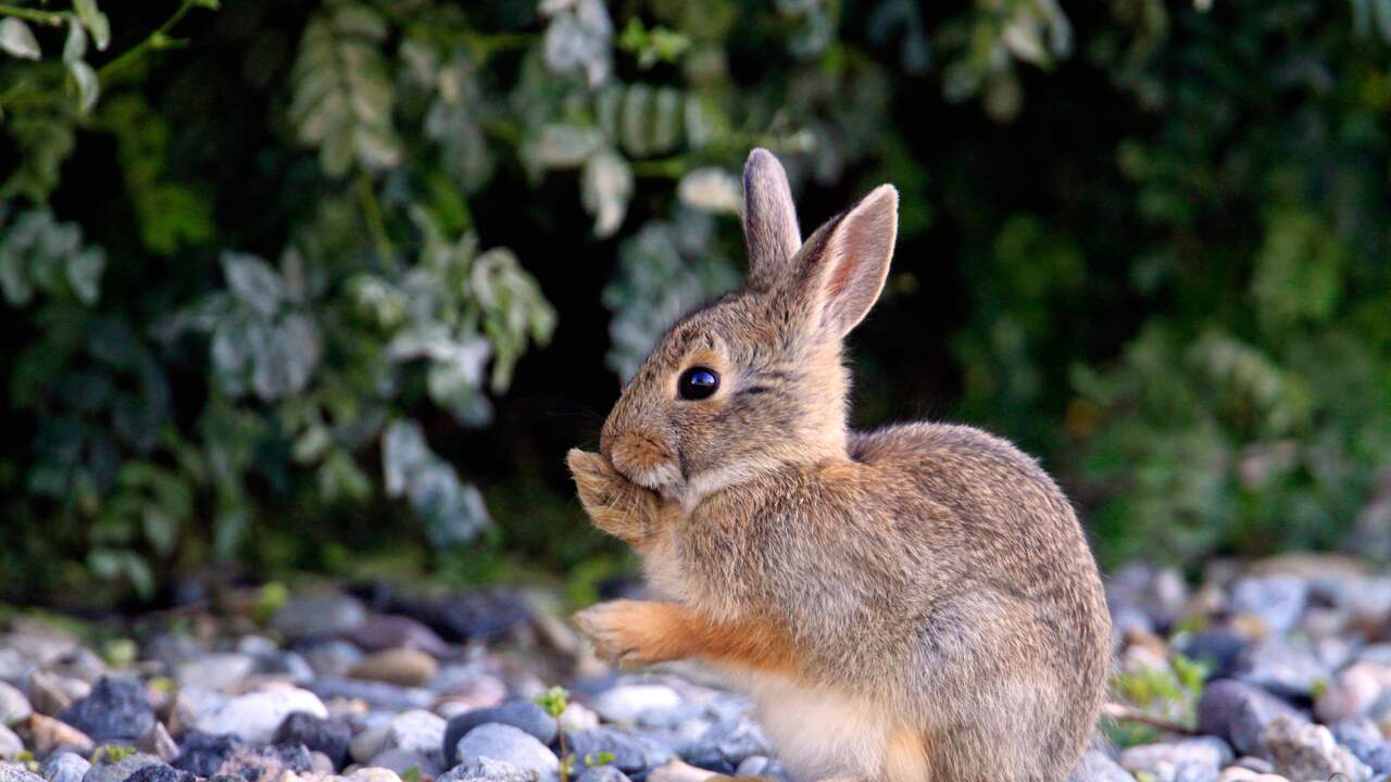 Understanding The Problem: Why Rabbits Invade Gardens