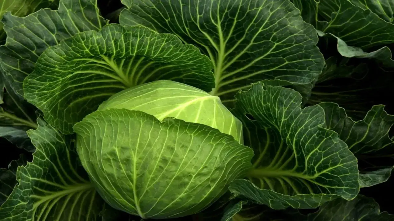 What Not To Plant With Cabbage