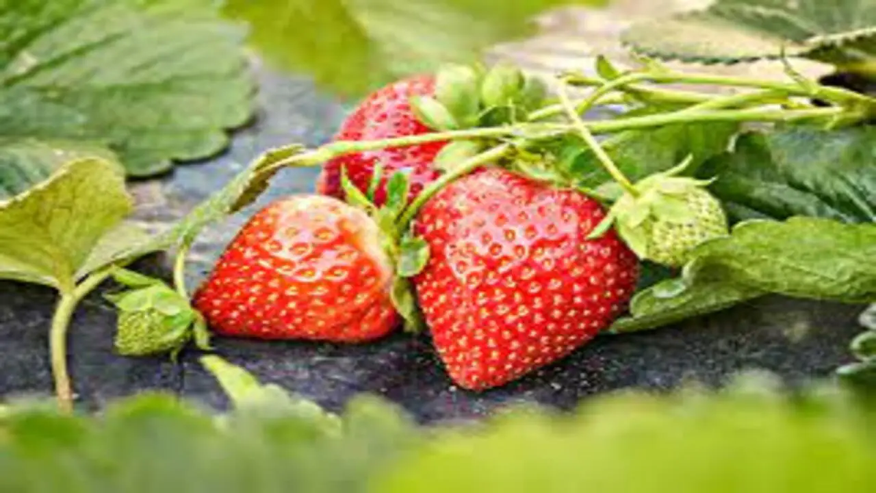 What Plants Shouldn't Be Planted With Strawberries