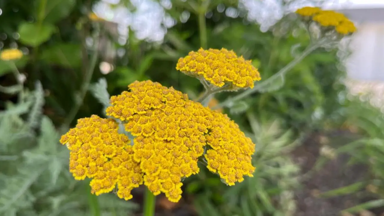 Yarrow - An Attractive Ground Cover