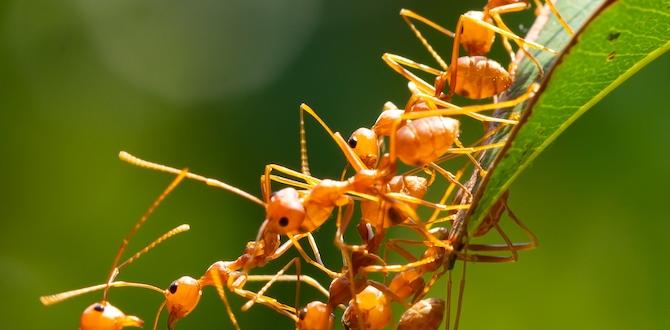ant spray for outdoors ant spray for outdoors