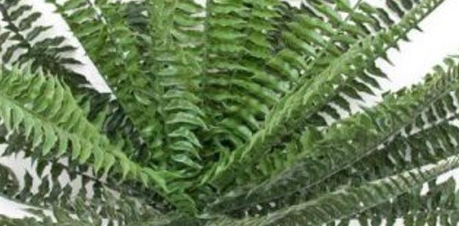artificial boston fern for outdoor artificial boston fern for outdoor