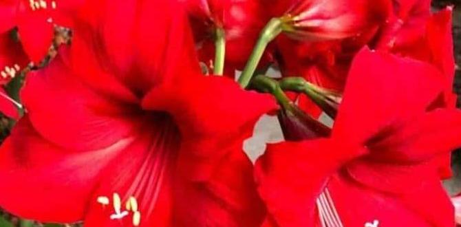 caring for amaryllis outdoors caring for amaryllis outdoors