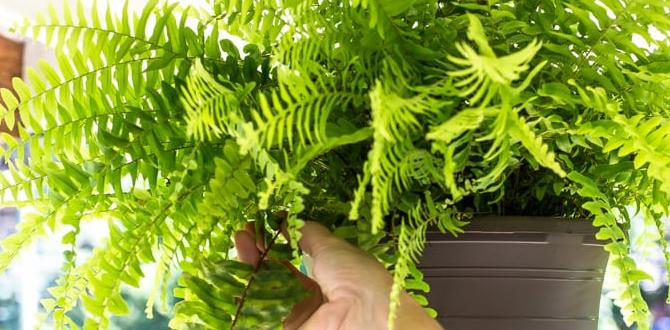 caring for ferns outdoors caring for ferns outdoors