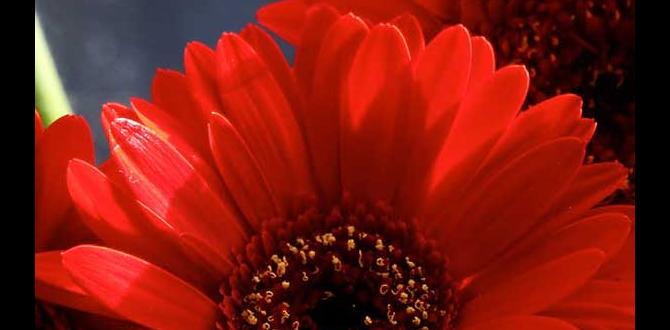 caring for gerbera daisy outdoors caring for gerbera daisy outdoors