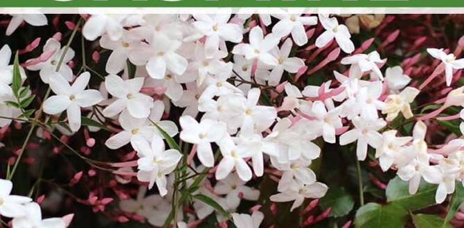 caring for jasmine plants outdoors caring for jasmine plants outdoors