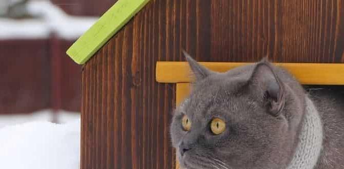 diy cat house for outdoors diy cat house for outdoors