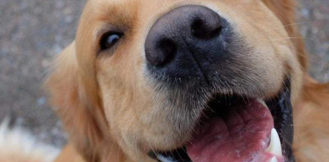 dog gates for outdoors