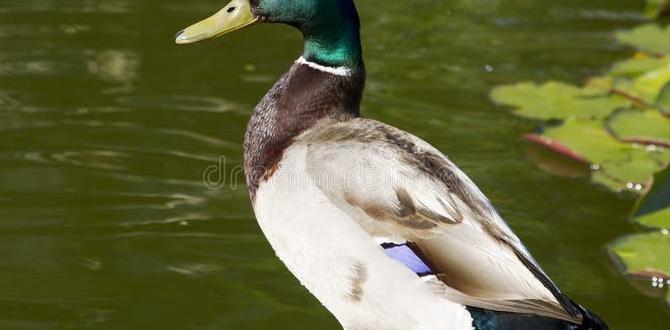 duck covers for outdoor furniture duck covers for outdoor furniture