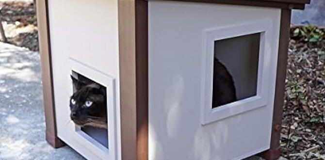 heated outdoor cat house for multiple cats heated outdoor cat house for multiple cats