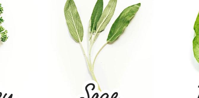 herbs for planting outdoors herbs for planting outdoors