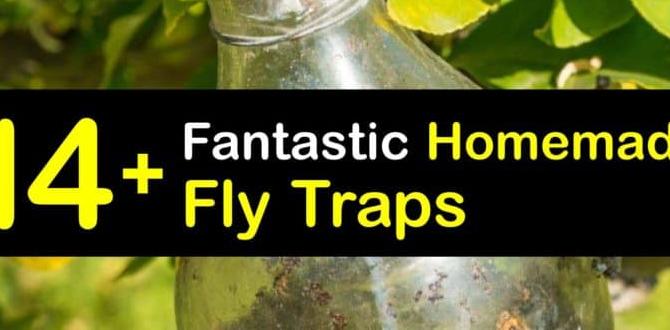 homemade fly traps for outdoors homemade fly traps for outdoors