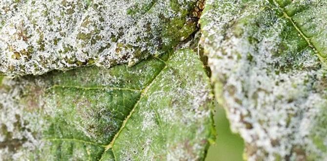 mildew cleaner for outdoor furniture