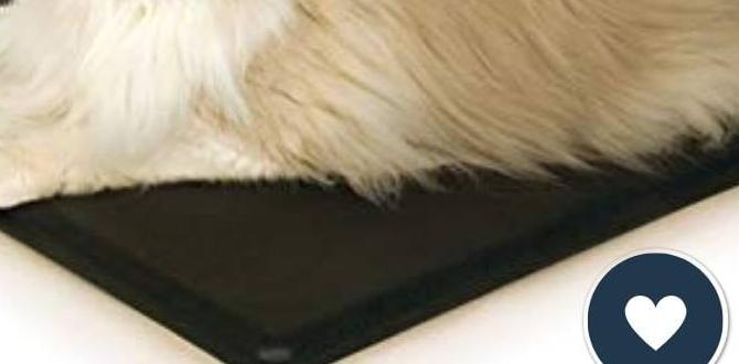 outdoor cat beds for summer outdoor cat beds for summer