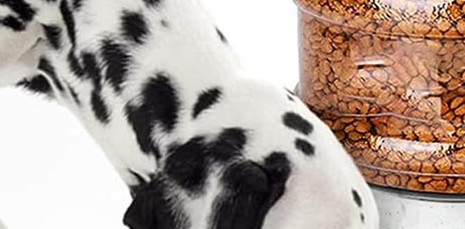 outdoor dog feeders for large dogs outdoor dog feeders for large dogs