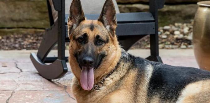 outdoor furniture for dogs outdoor furniture for dogs
