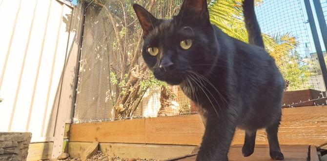 outdoor netting for cats outdoor netting for cats