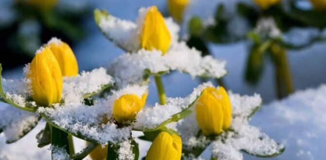 outdoor plants for cold weather outdoor plants for cold weather