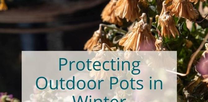 outdoor pots for winter outdoor pots for winter