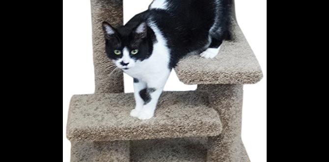 outdoor steps for cats outdoor steps for cats