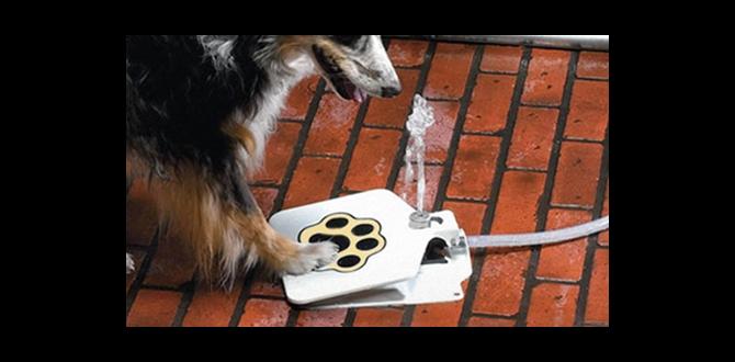 outdoor water fountain for pets outdoor water fountain for pets