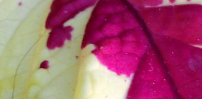 plants for tall planters outdoor plants for tall planters outdoor