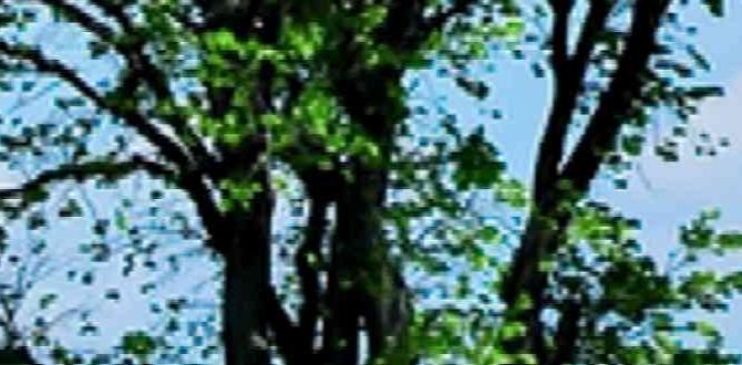 trees for outdoor trees for outdoor