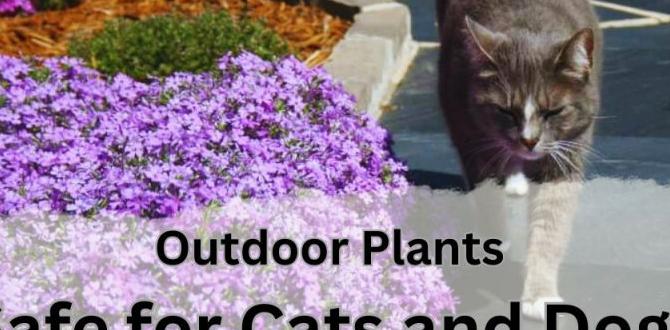 what outdoor plants are safe for dogs what outdoor plants are safe for dogs