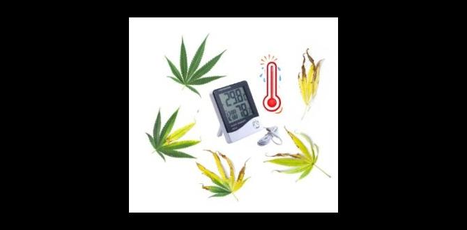 when to start marijuana seeds for outdoor planting when to start marijuana seeds for outdoor planting