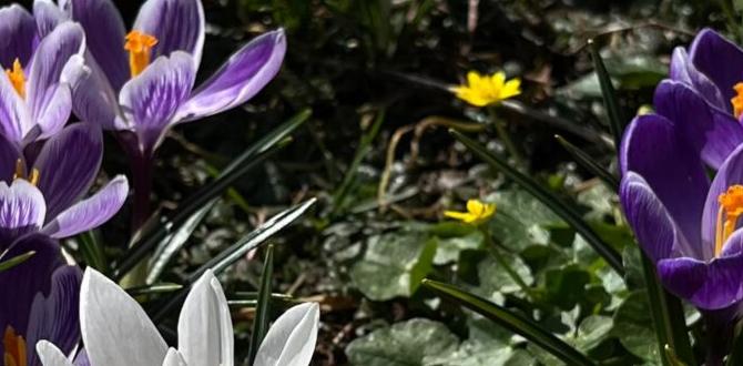 Accessibility and inclusivity in gardening benefits of gardening for mental health Accessibility and inclusivity in gardening benefits of gardening for mental health