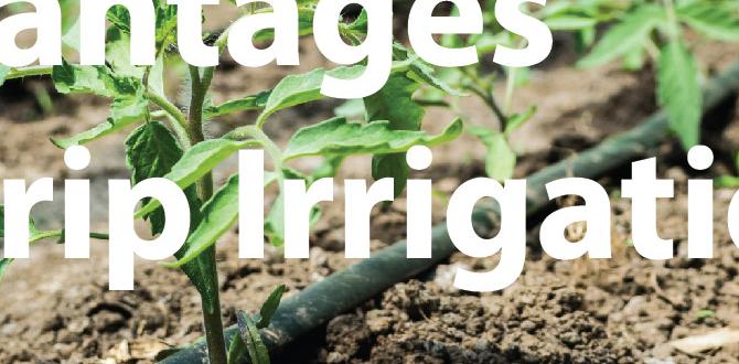 Advantages of drip irrigation for raised beds drip irrigation for raised beds gardening Advantages of drip irrigation for raised beds drip irrigation for raised beds gardening