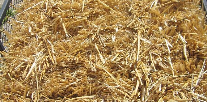 Advantages of straw in gardening hay or straw for gardening