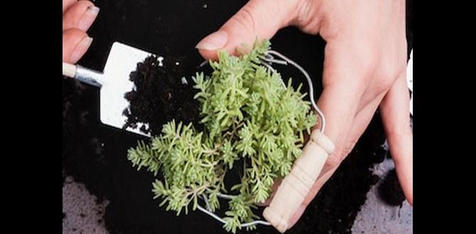 Alternative methods to manage soil ph lime for gardening Alternative methods to manage soil ph lime for gardening