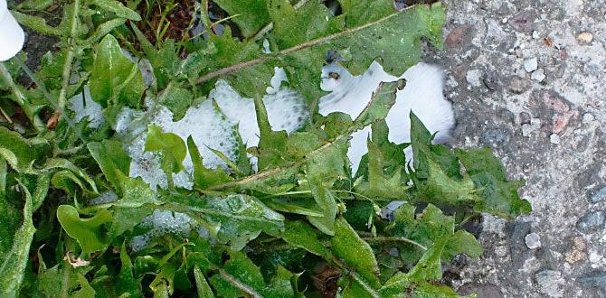 Alternatives to chemical post emergent herbicides post emergent herbicide for vegetable gardens Alternatives to chemical post emergent herbicides post emergent herbicide for vegetable gardens