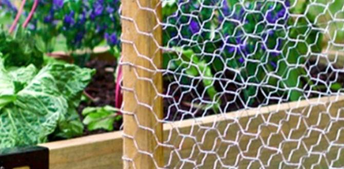 Alternatives to chicken wire chicken wire for gardening Alternatives to chicken wire chicken wire for gardening
