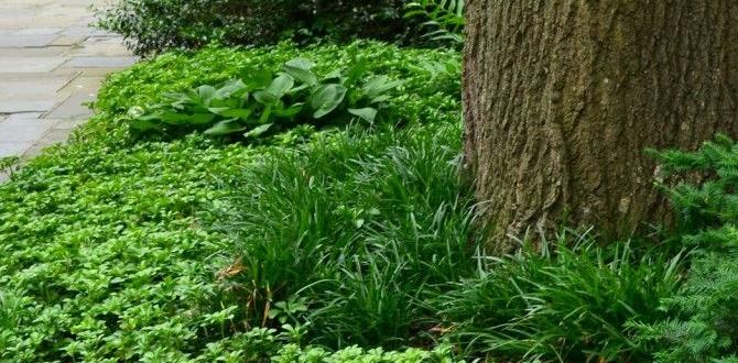 Alternatives to pine mulch is pine mulch good for gardens