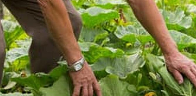 Alternatives to pressure treated lumber for vegetable gardens is home depot pressure treated lumber safe for vegetable gardens Alternatives to pressure treated lumber for vegetable gardens is home depot pressure treated lumber safe for vegetable gardens