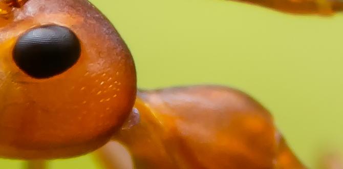 Ants as natural pest control agents are ants good for gardens Ants as natural pest control agents are ants good for gardens