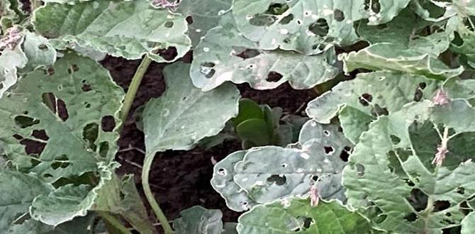 Assessing the damage: good vs bad are grasshoppers bad for gardens