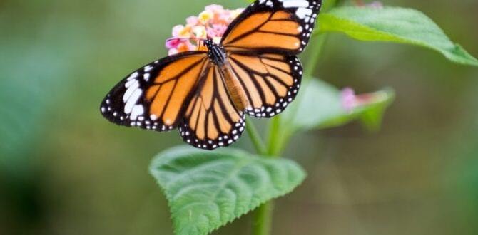 Attracting butterflies to your garden are butterflies good for gardens Attracting butterflies to your garden are butterflies good for gardens