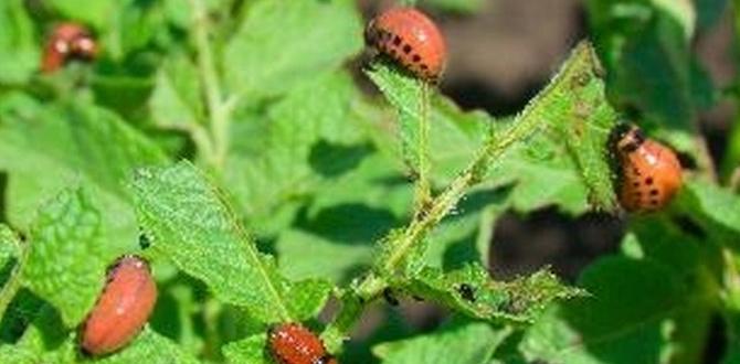Balancing potato bugs in your garden are potato bugs good for gardens Balancing potato bugs in your garden are potato bugs good for gardens