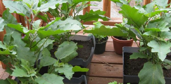 Basic garden maintenance gardening for beginner Basic garden maintenance gardening for beginner