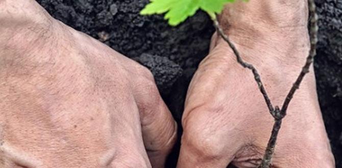 Benefits of adding maple trees to your small garden maple trees for small gardens Benefits of adding maple trees to your small garden maple trees for small gardens