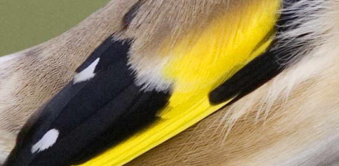 Benefits of birds in gardens are birds good for gardens Benefits of birds in gardens are birds good for gardens