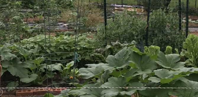 Benefits of black plastic in gardening black plastic for gardens Benefits of black plastic in gardening black plastic for gardens