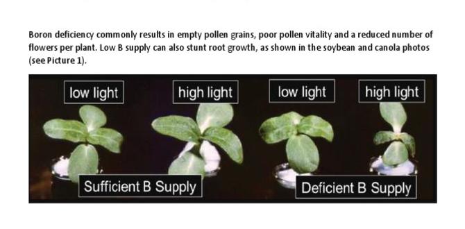 Benefits of boron for plants boron for gardening Benefits of boron for plants boron for gardening