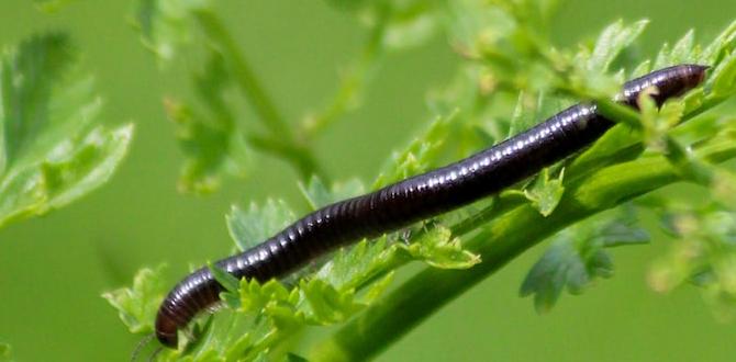 Benefits of centipedes in gardens are centipedes good for gardens Benefits of centipedes in gardens are centipedes good for gardens