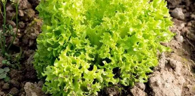 Benefits of clay soil in gardening how to improve clay soil for gardening Benefits of clay soil in gardening how to improve clay soil for gardening